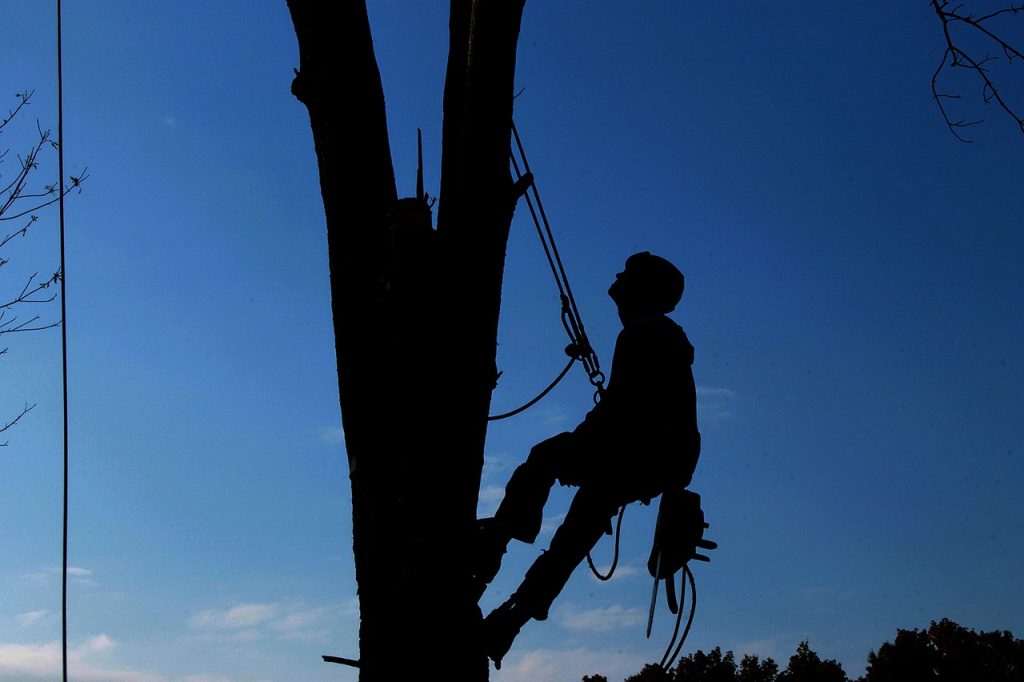 tree service, hard work, lumberjack-1059484.jpg